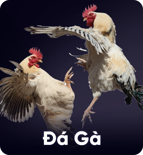Đá Gà (3)