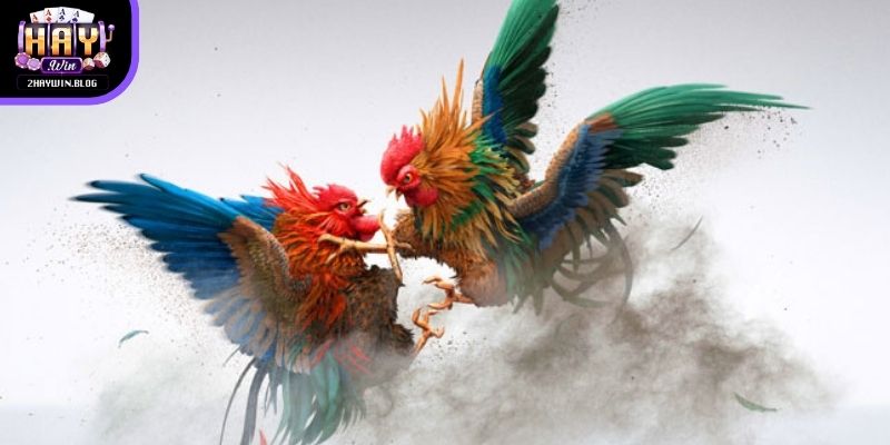 Đá gà Haywin cho phép người theo dõi tiếp cận nhiều trận đấu trong ngày