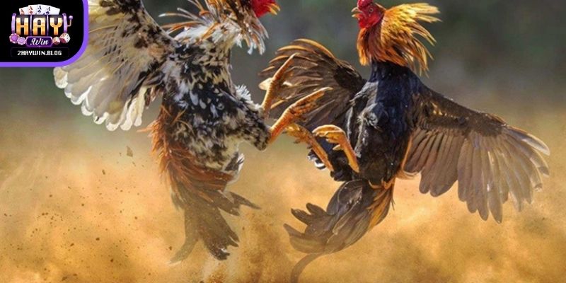 Luật chơi đá gà Thomo gần giống với chọi kê truyền thống ở Việt Nam