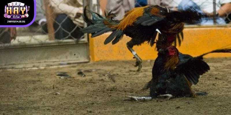 Đặt cược đá gà trực tiếp C1 đòi hỏi người chơi nắm rõ tỷ lệ cược phù hợp