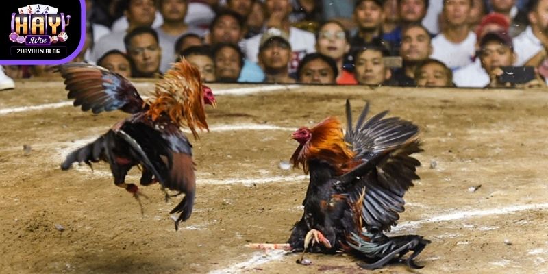 Theo dõi trận đấu đá gà trực tiếp C1 giúp người chơi nắm bắt kết quả nhanh