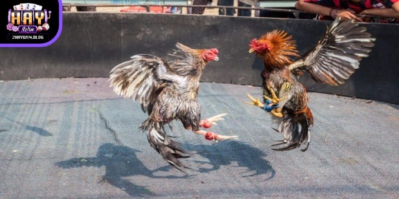 Phân tích chiến kê để đặt cược đá gà trực tiếp C1 dễ thắng hơn