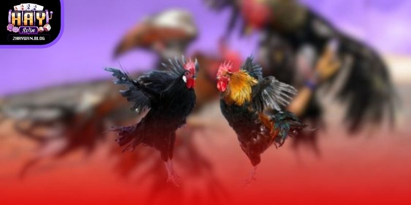 sv388-truc-tiep-da-ga-ava