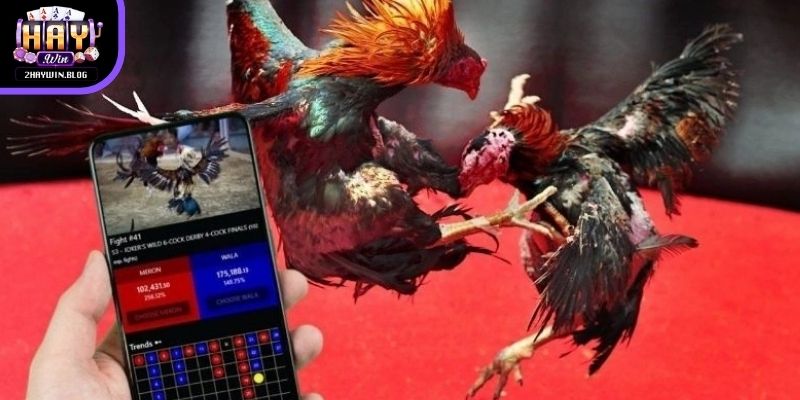 SV388 trực tiếp đá gà thiết kế giao diện trực quan giúp người mới dễ thao tác