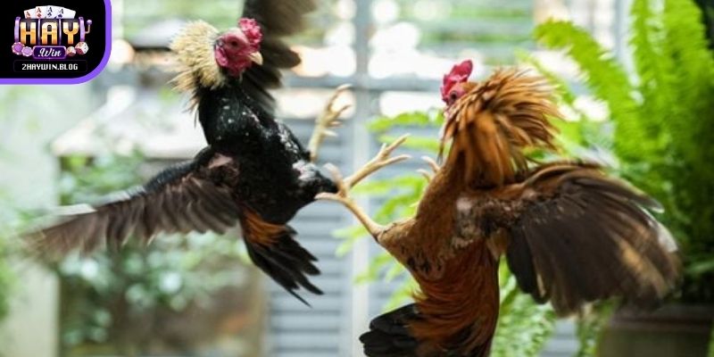 SV388 trực tiếp đá gà là sảnh chọi kê nổi tiếng nhất thị trường